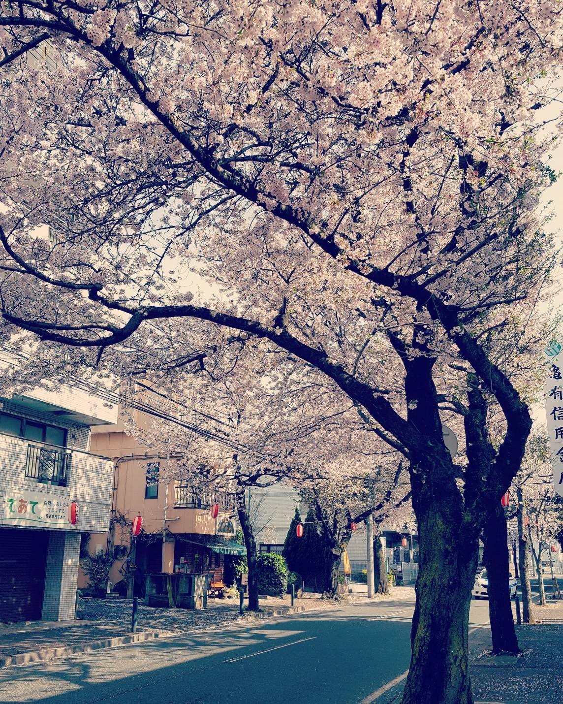 はじめまして、松戸院と申します🌸