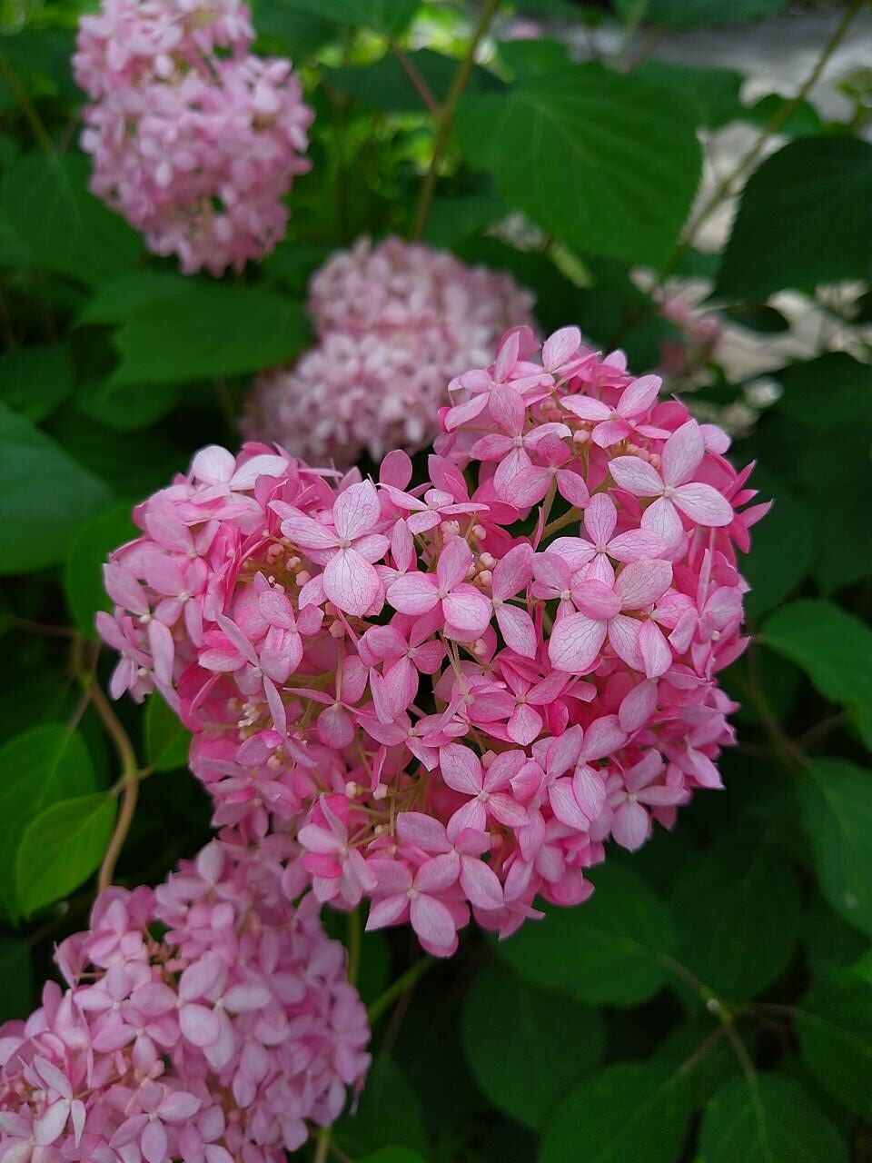 紫陽花の花言葉は？