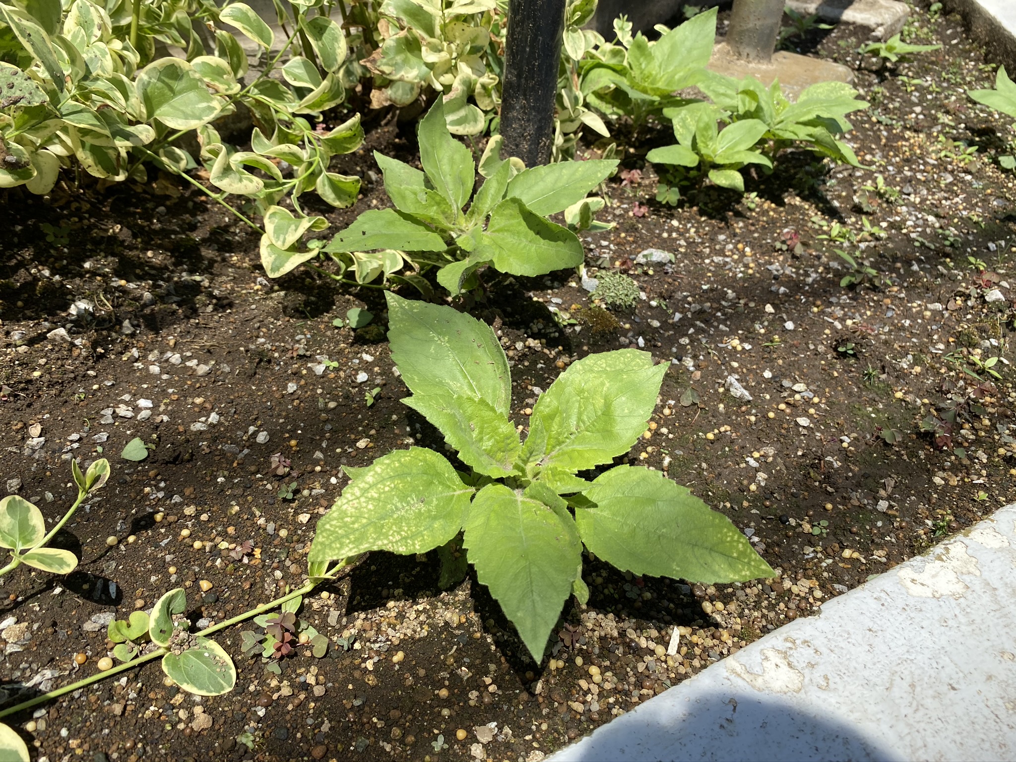 ひまわりの芽