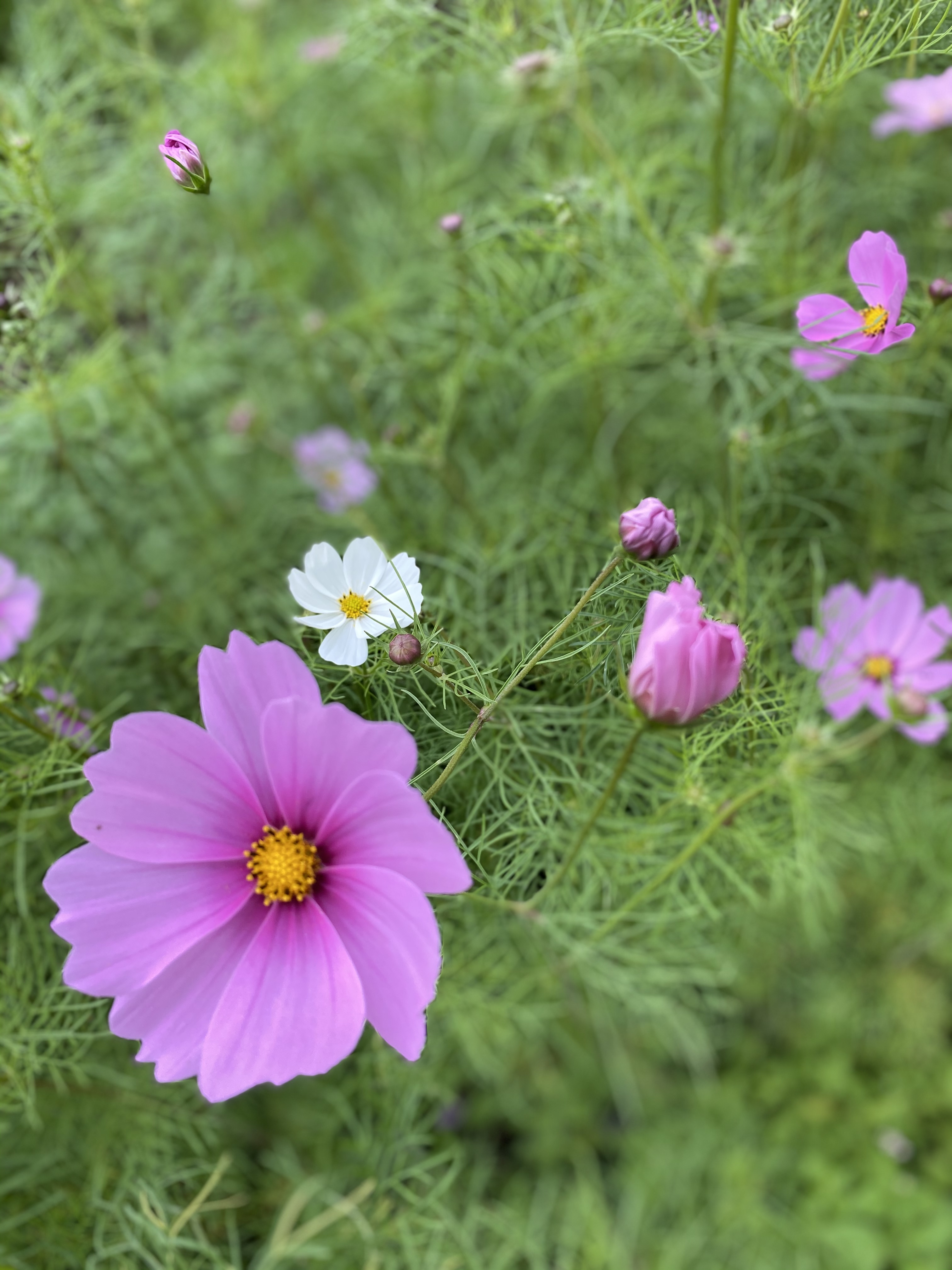 コスモスの花言葉は？