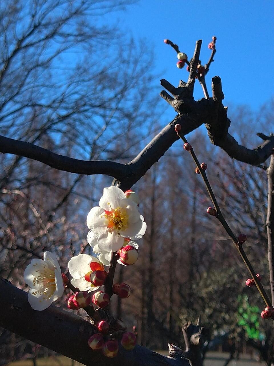 梅の花言葉は？