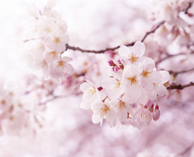 🍡お花見シーズン到来！🌸