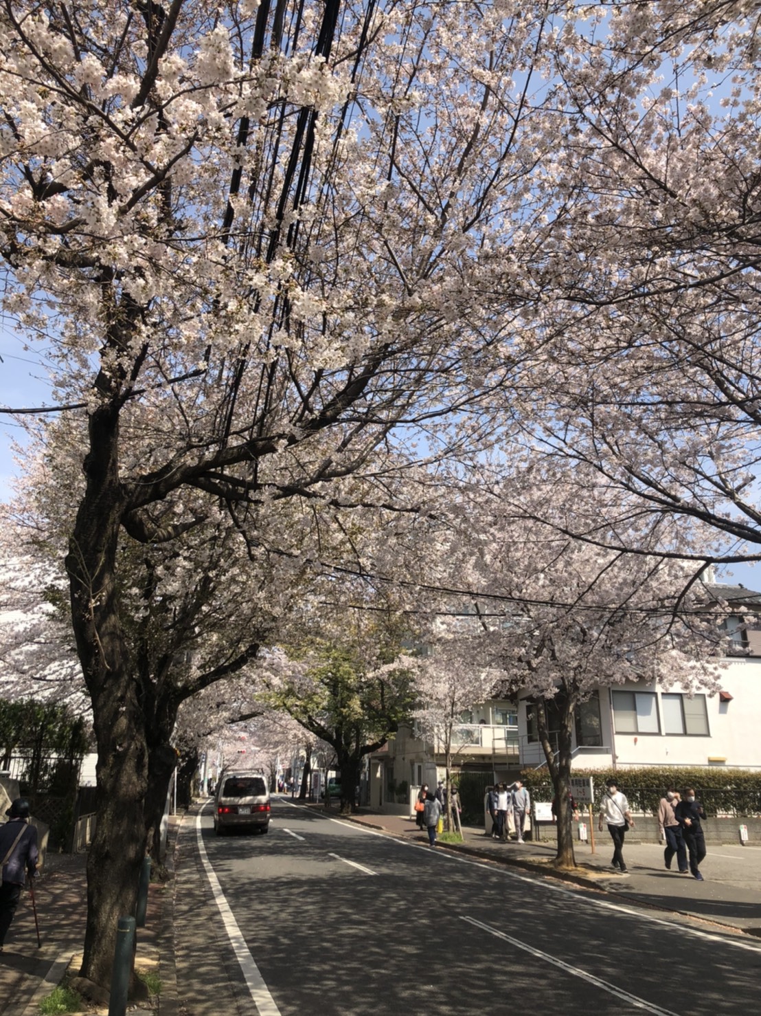 さくら通り（桜、満開）