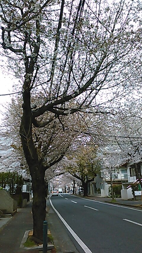 さくら通り（桜、七分咲き）