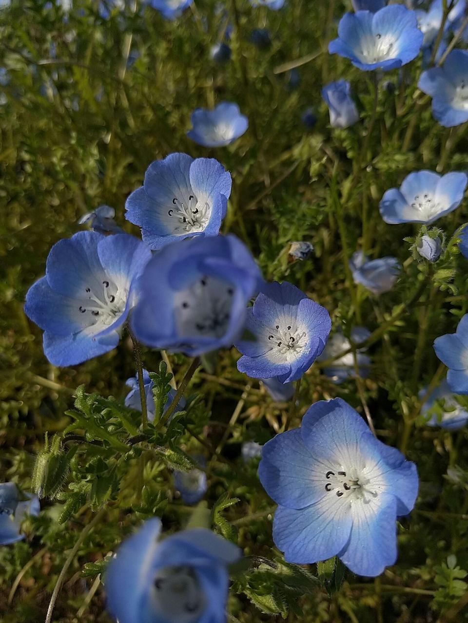 ネモフィラの花言葉は？