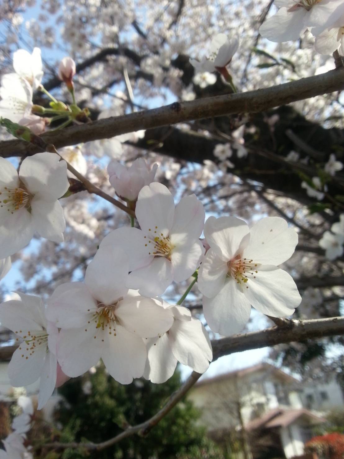 今年度のブログは・・・