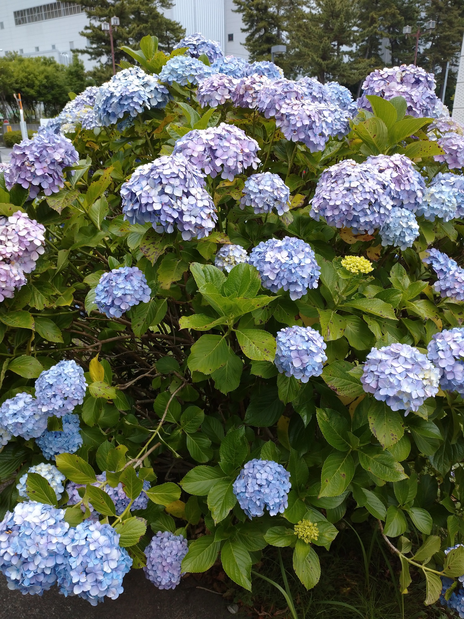 いよいよ梅雨入りです（+おまけ）