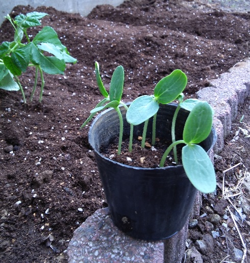 今年、植えたのは・・・