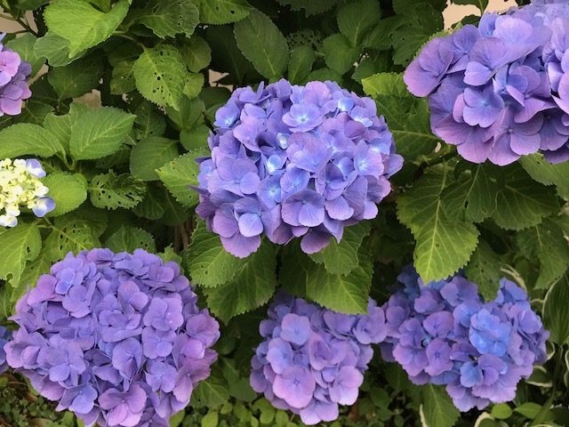 雨が似合います