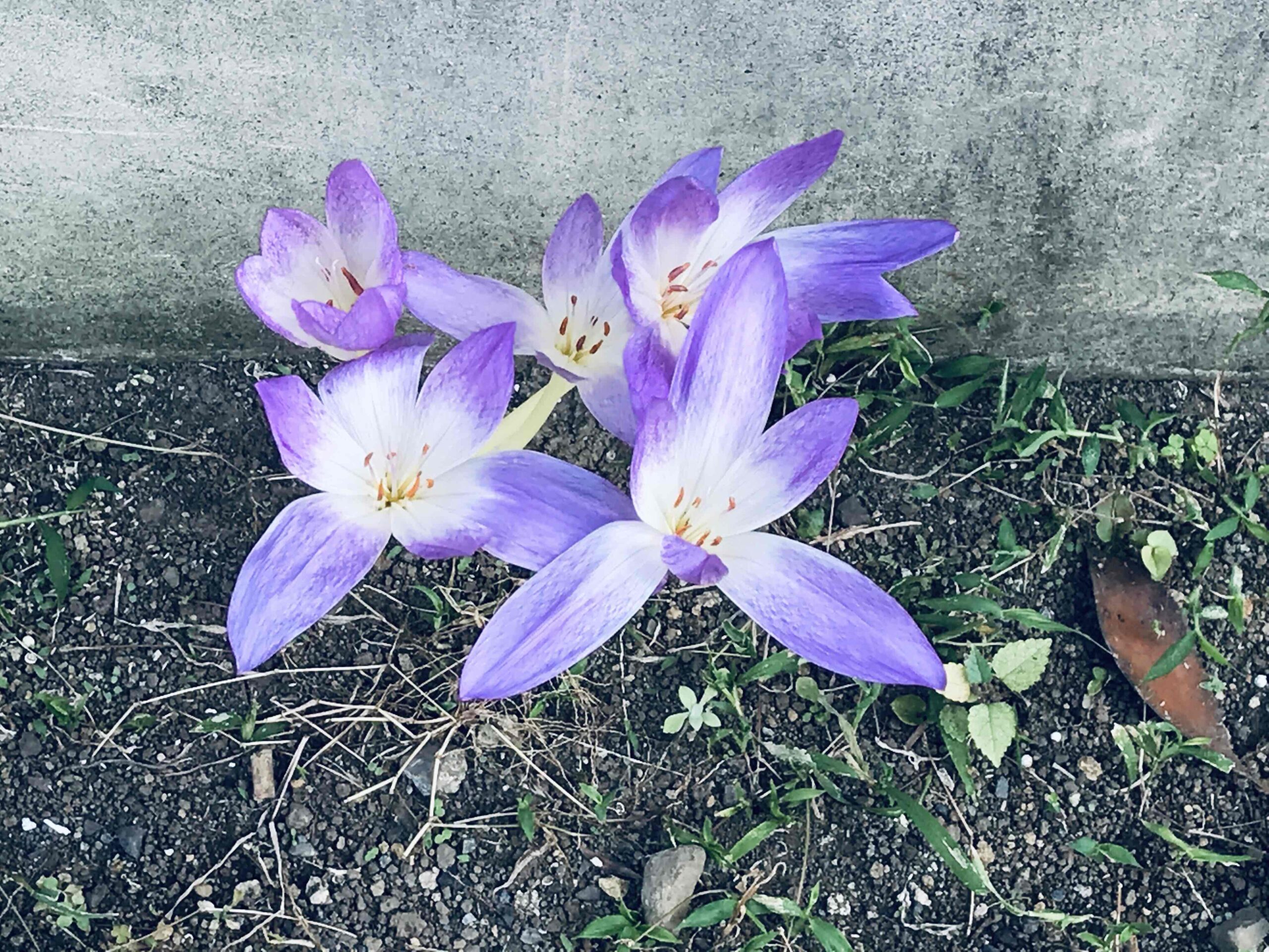 イヌサフラン（コルチカム）の花