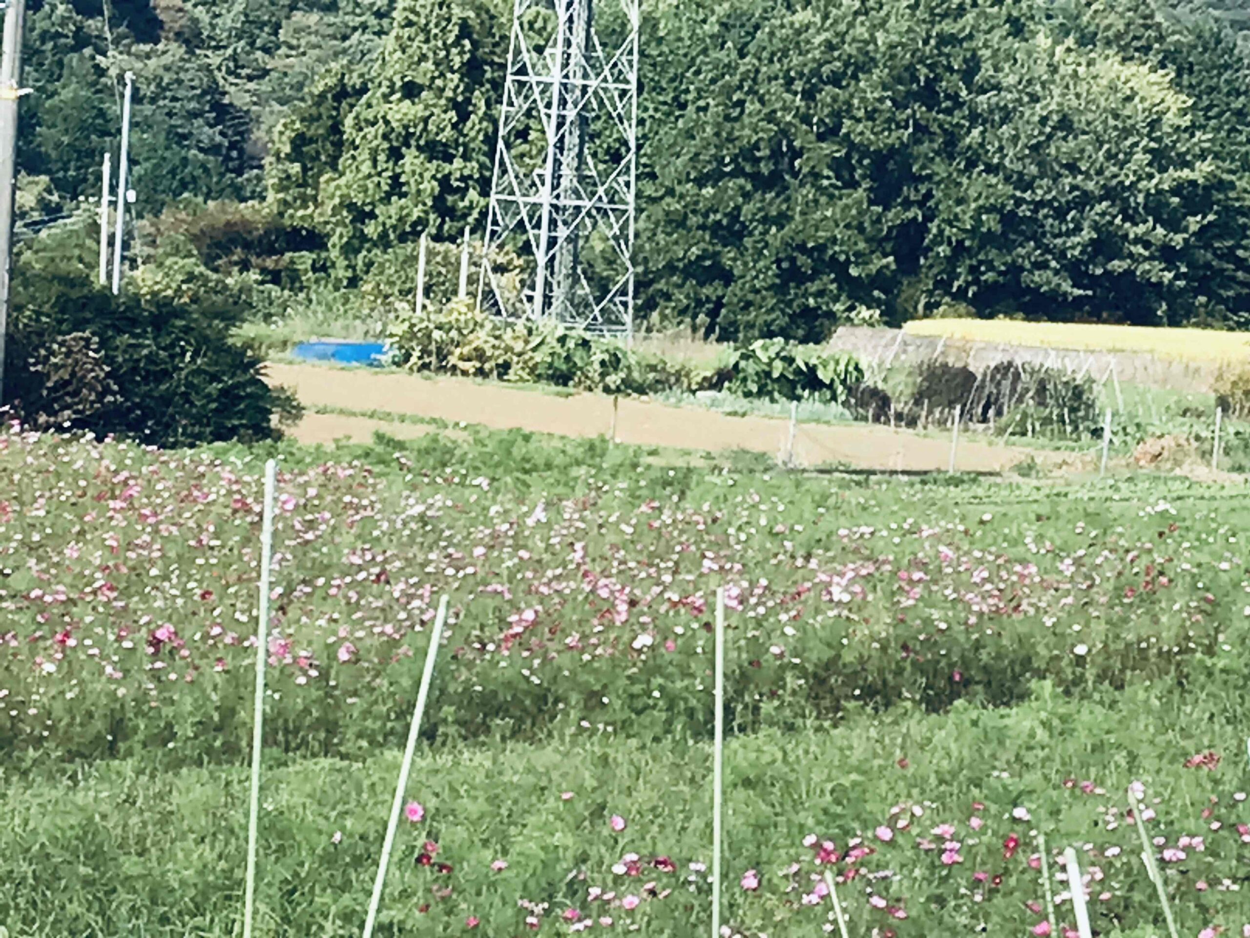 里山のコスモス