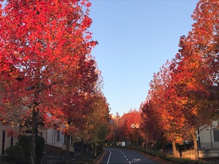 飯能の紅葉