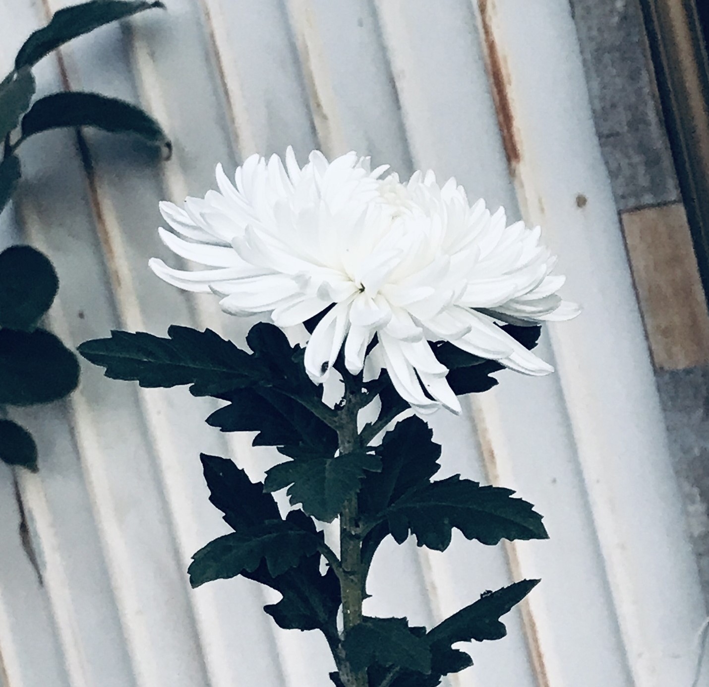 白菊が咲きました