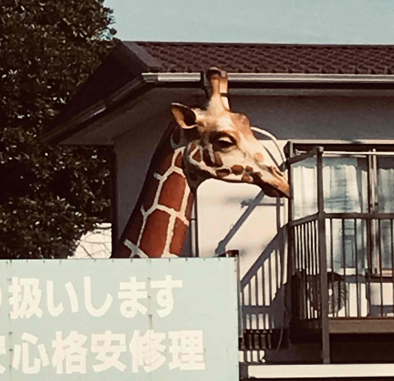 愛川町のキリン