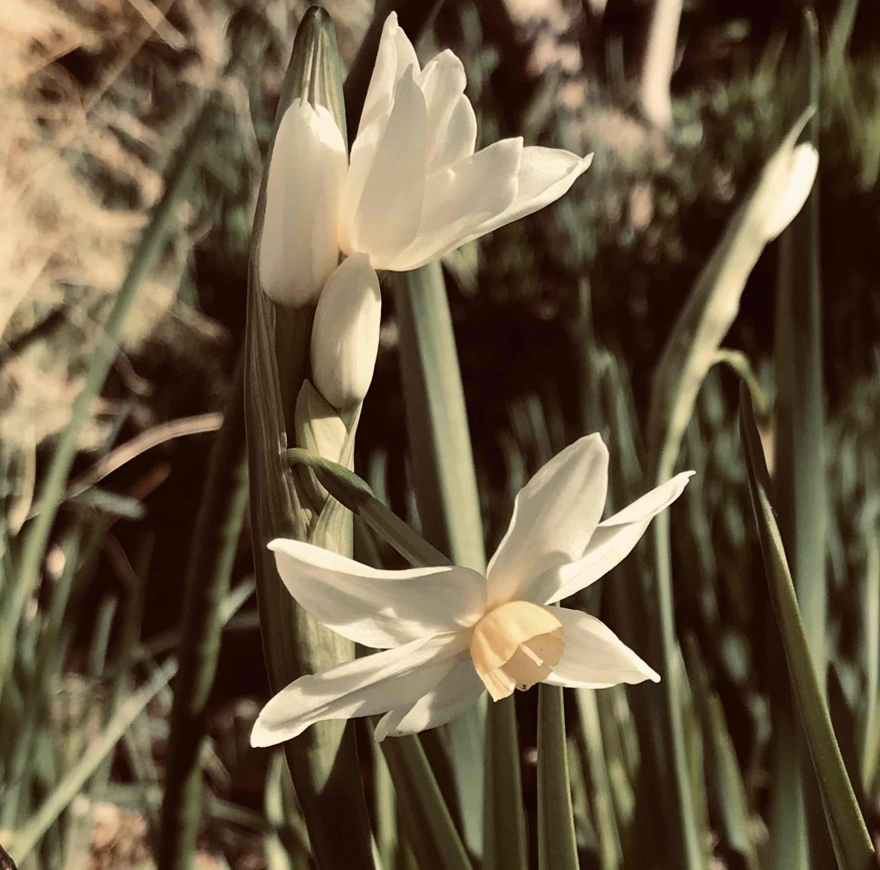 冬の花いろいろ咲き始めました