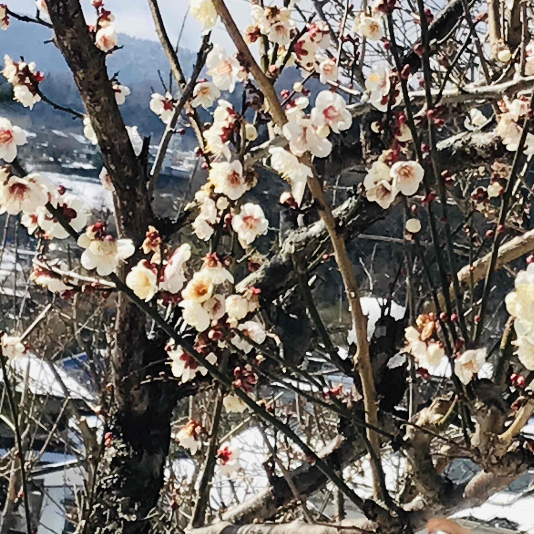 津久井湖県立城山公園の梅