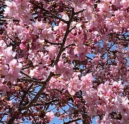河津桜がいよいよ見頃です！