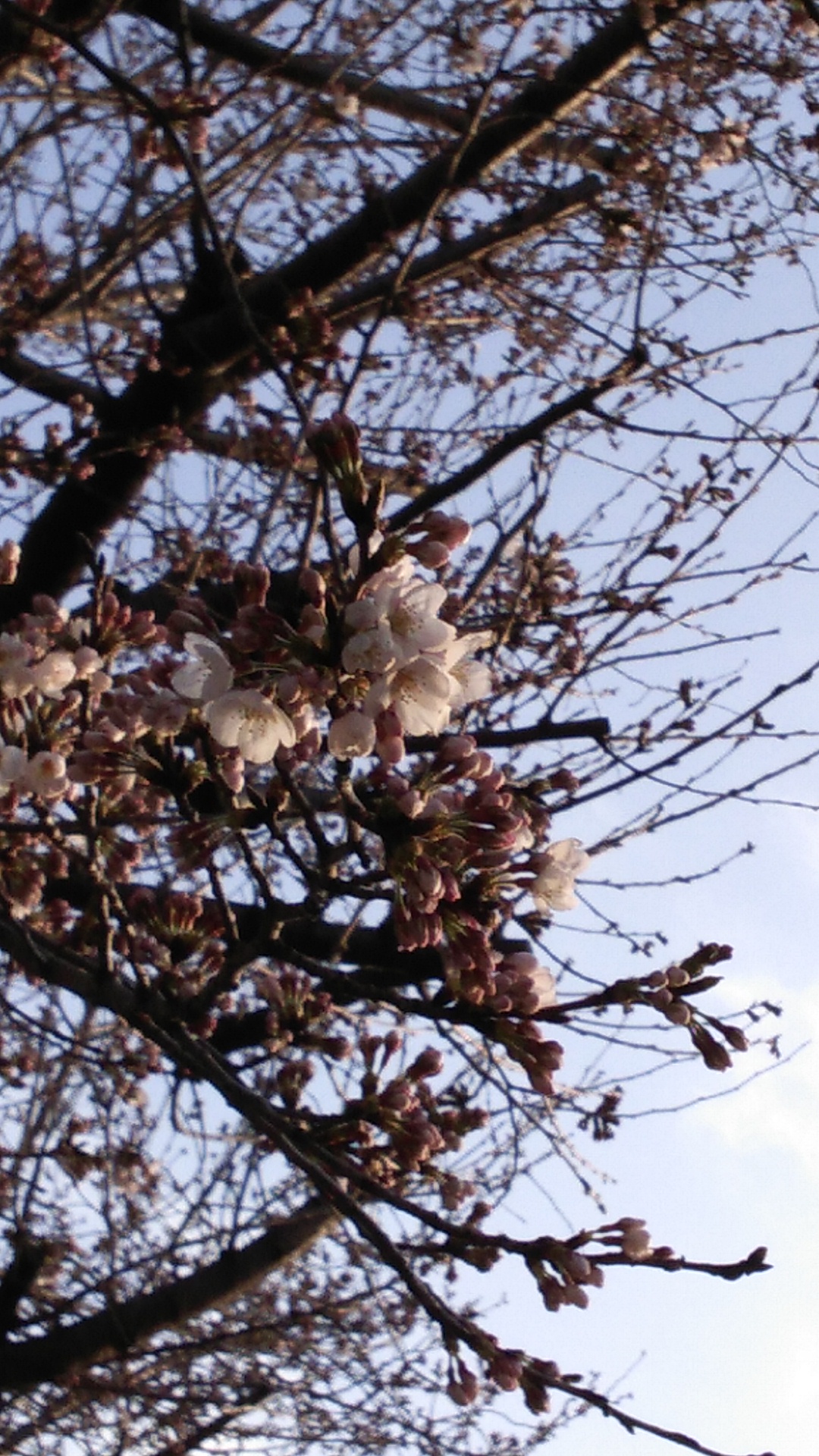 今年も桜の季節がはじまりました。