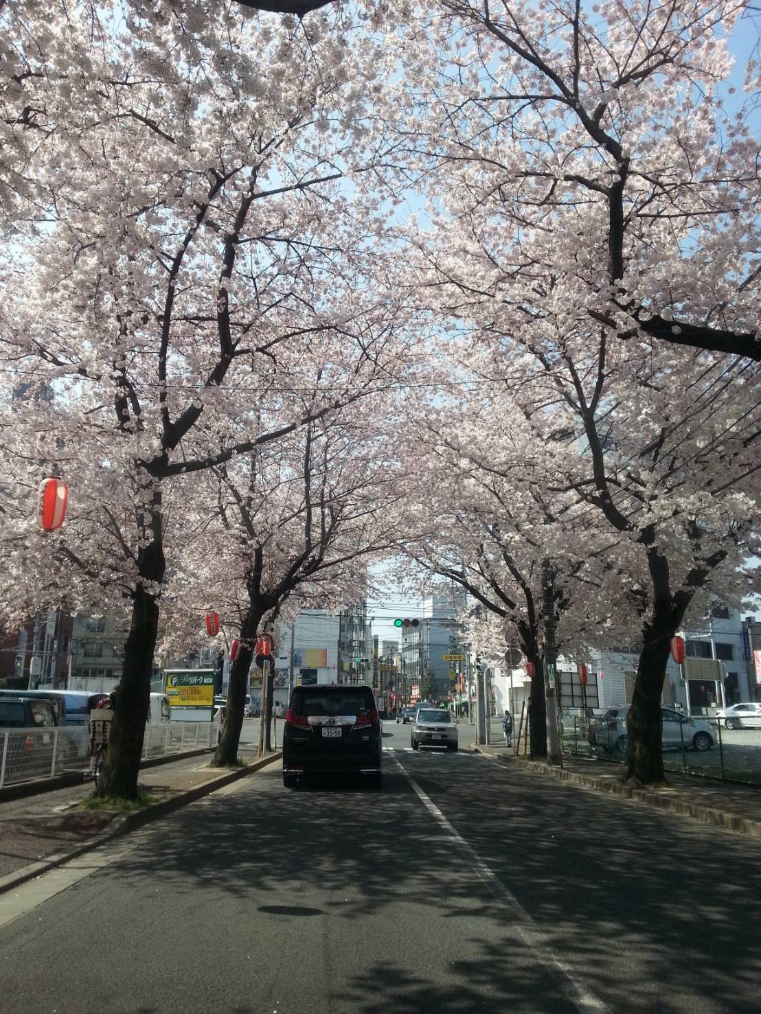 他の桜も