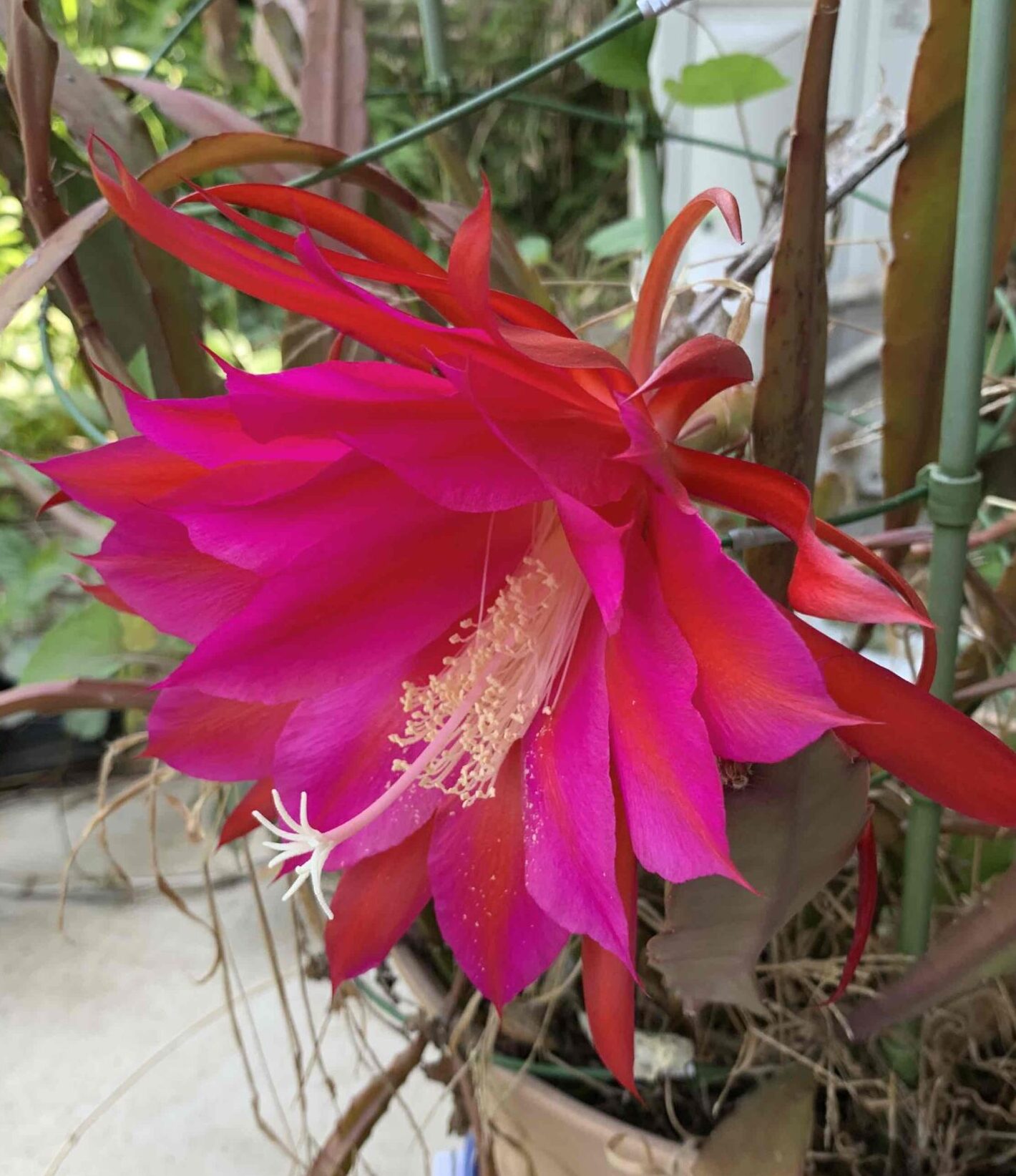 サボテンの花が今年も咲きました🌵