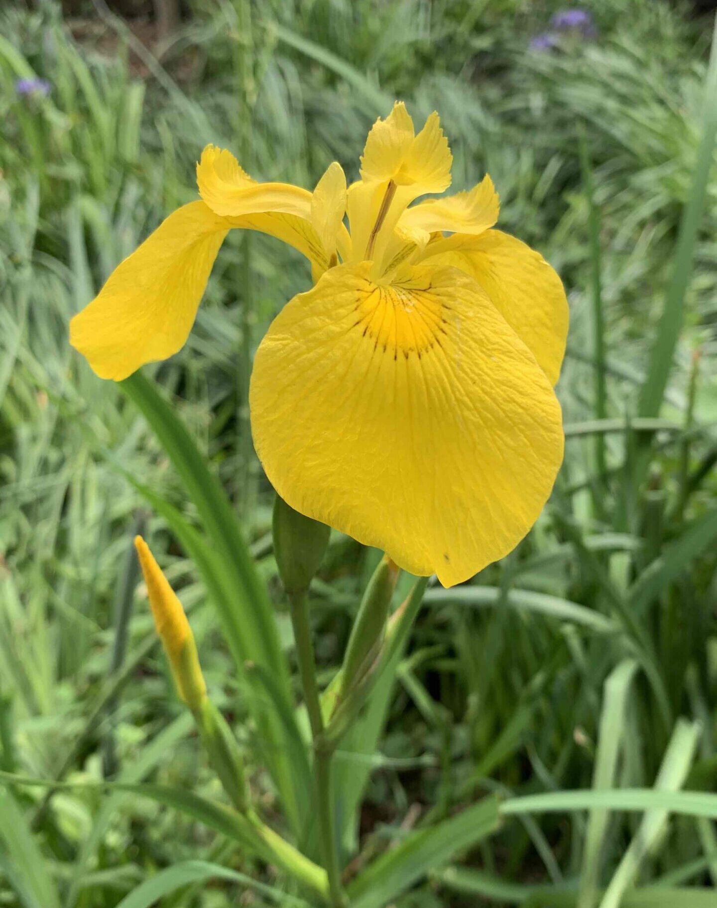 カキツバタ？黄ショウブ？