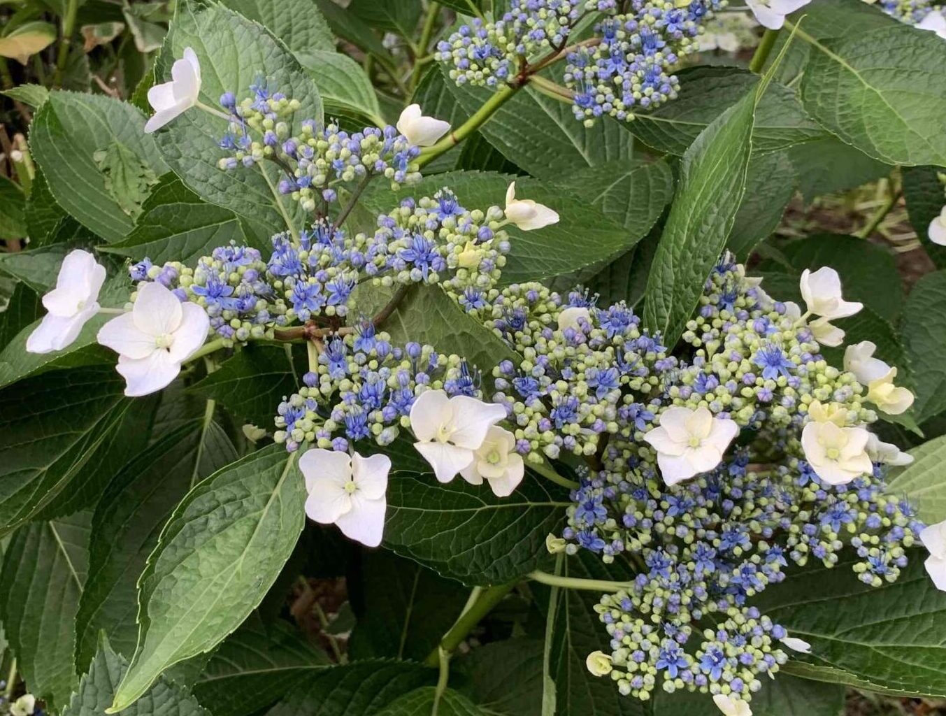 紫陽花の季節が到来