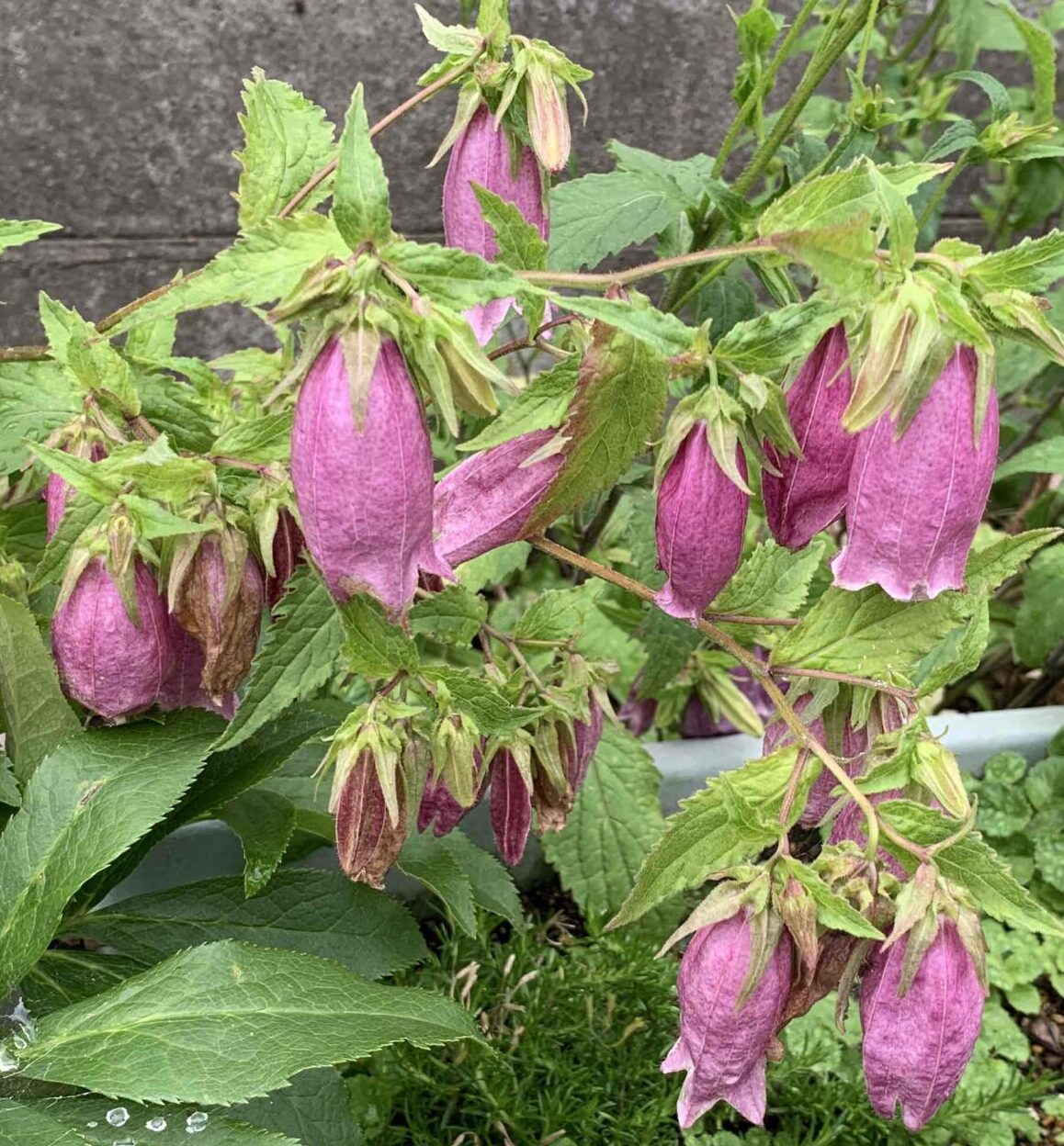 梅雨どきの花咲き揃ってきました