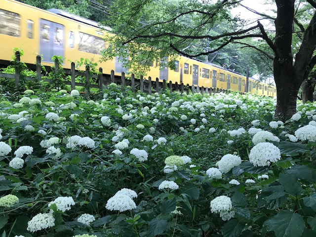 菖蒲と紫陽花　ｂｙ東村山