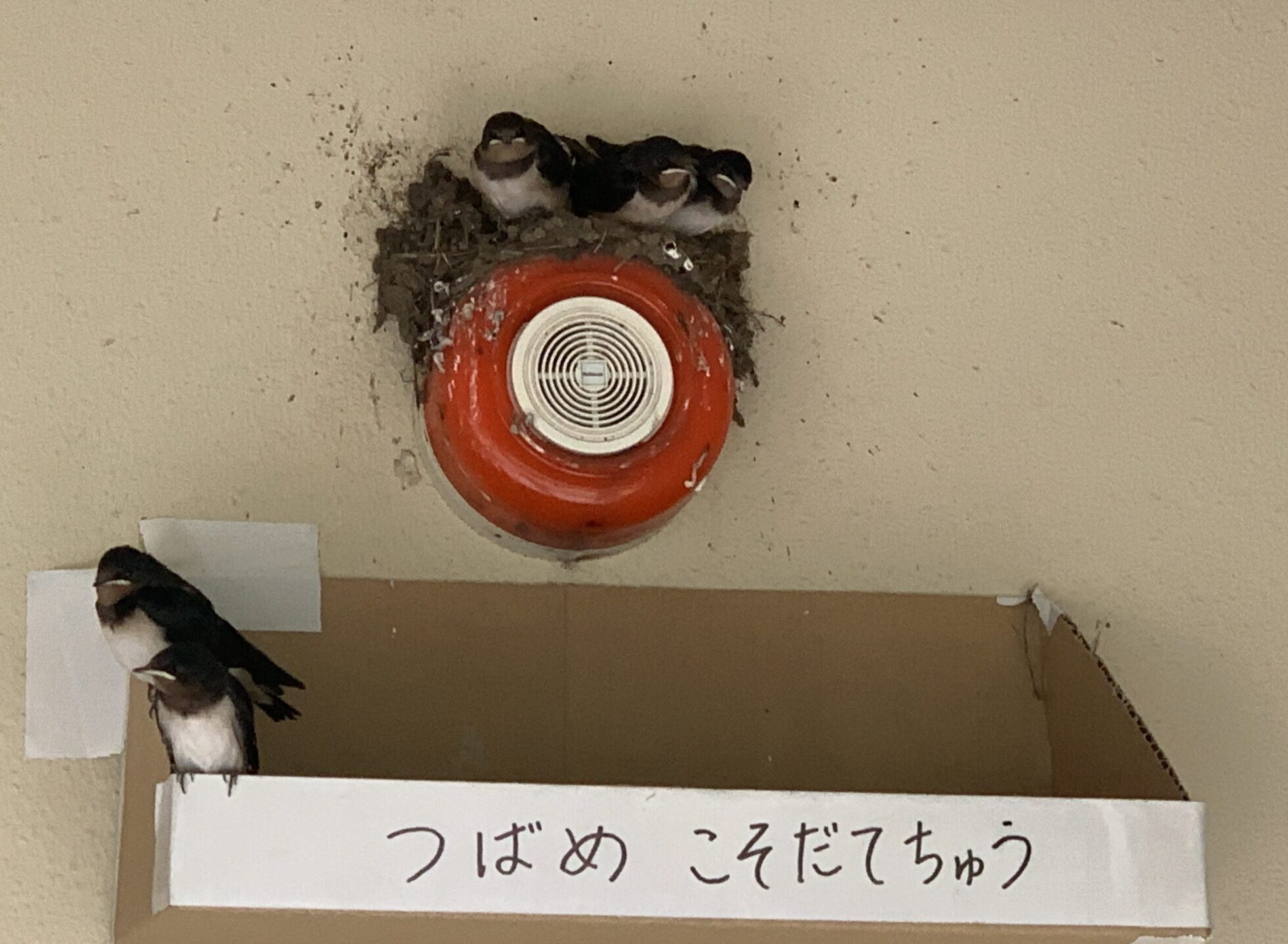 夏の気配