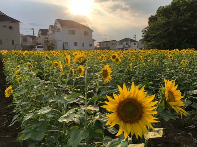 てあて散歩　清瀬編２