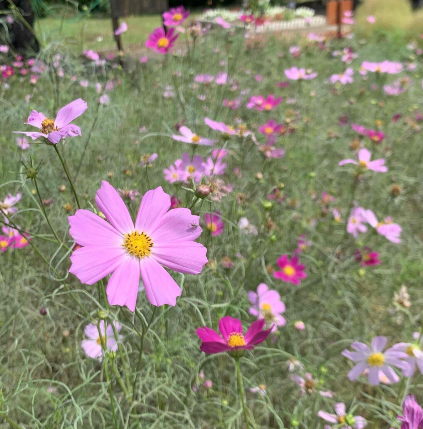 花の色（津久井城山公園・花の苑地）