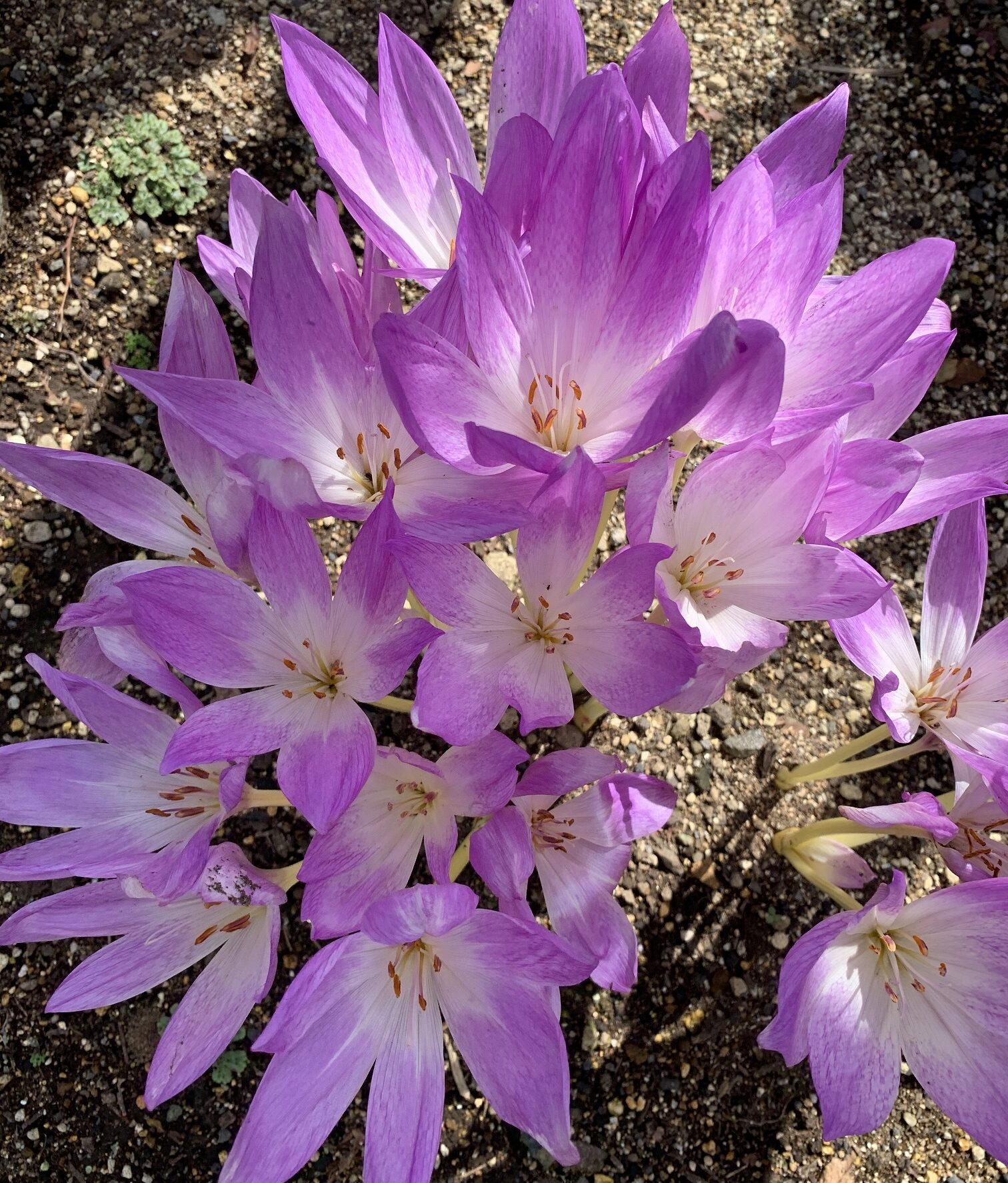 イヌサフランの花が咲き始めました