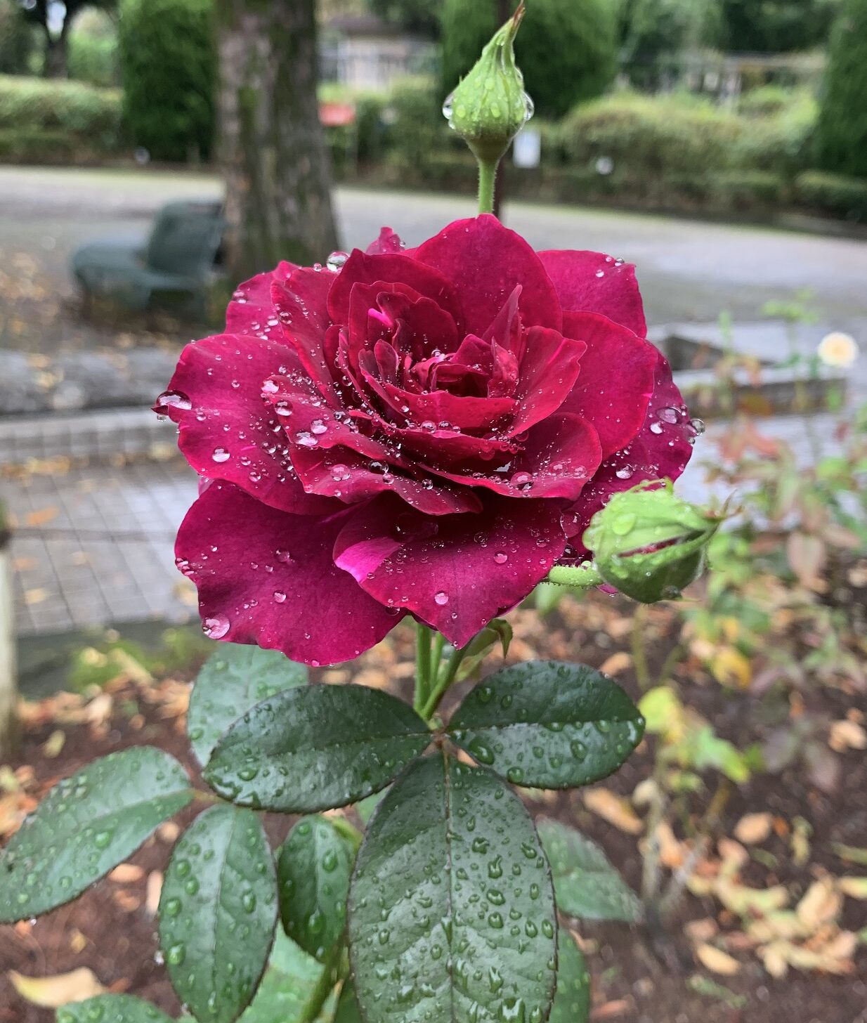 雨のバラ園（相模原北公園・バラ園）