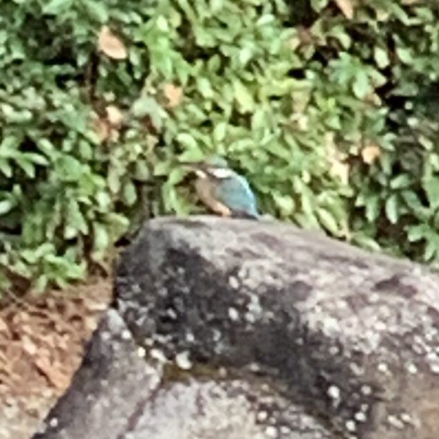 野鳥観察（相模原北公園）