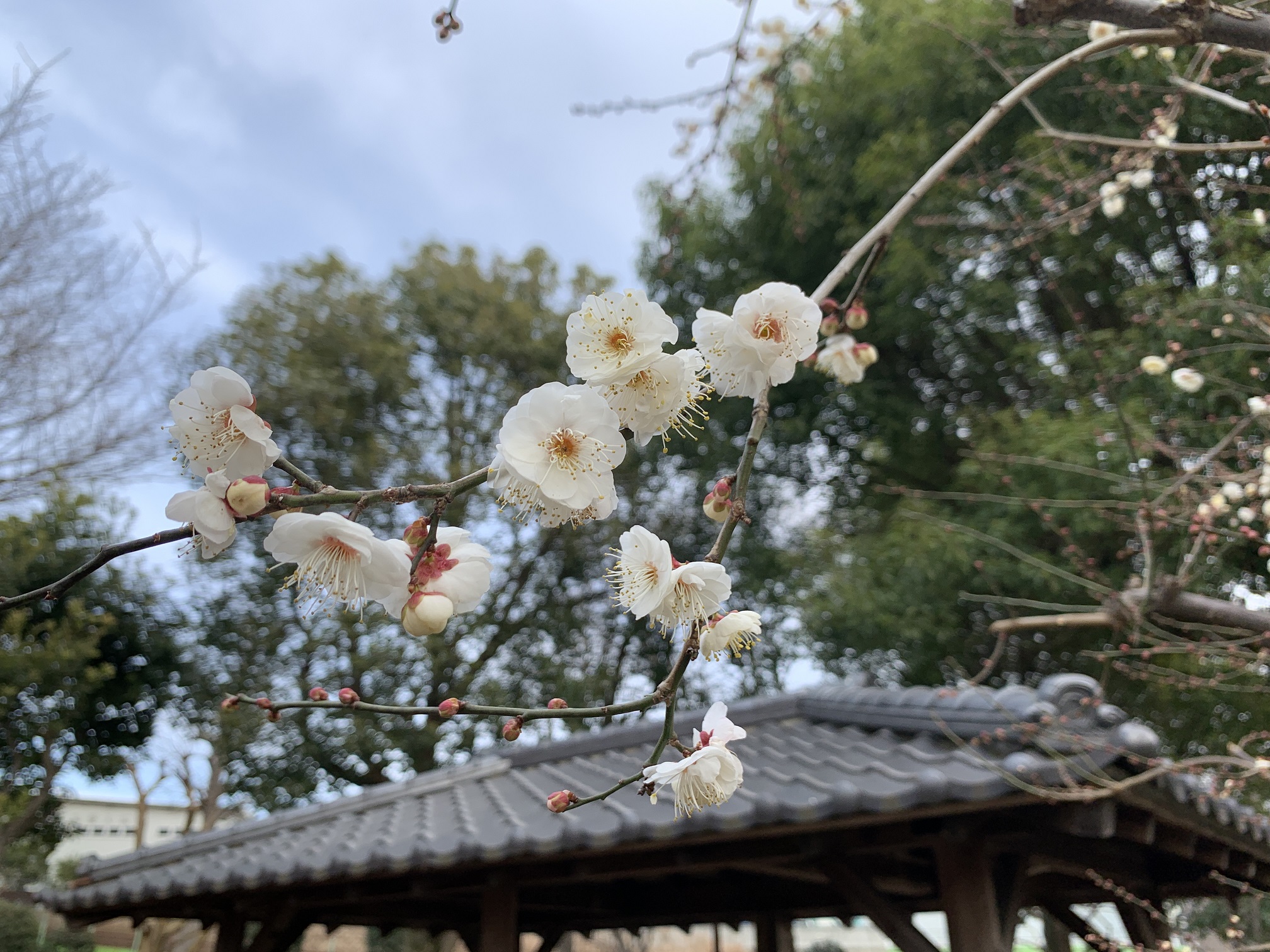 梅の開花状況（相模原北公園）