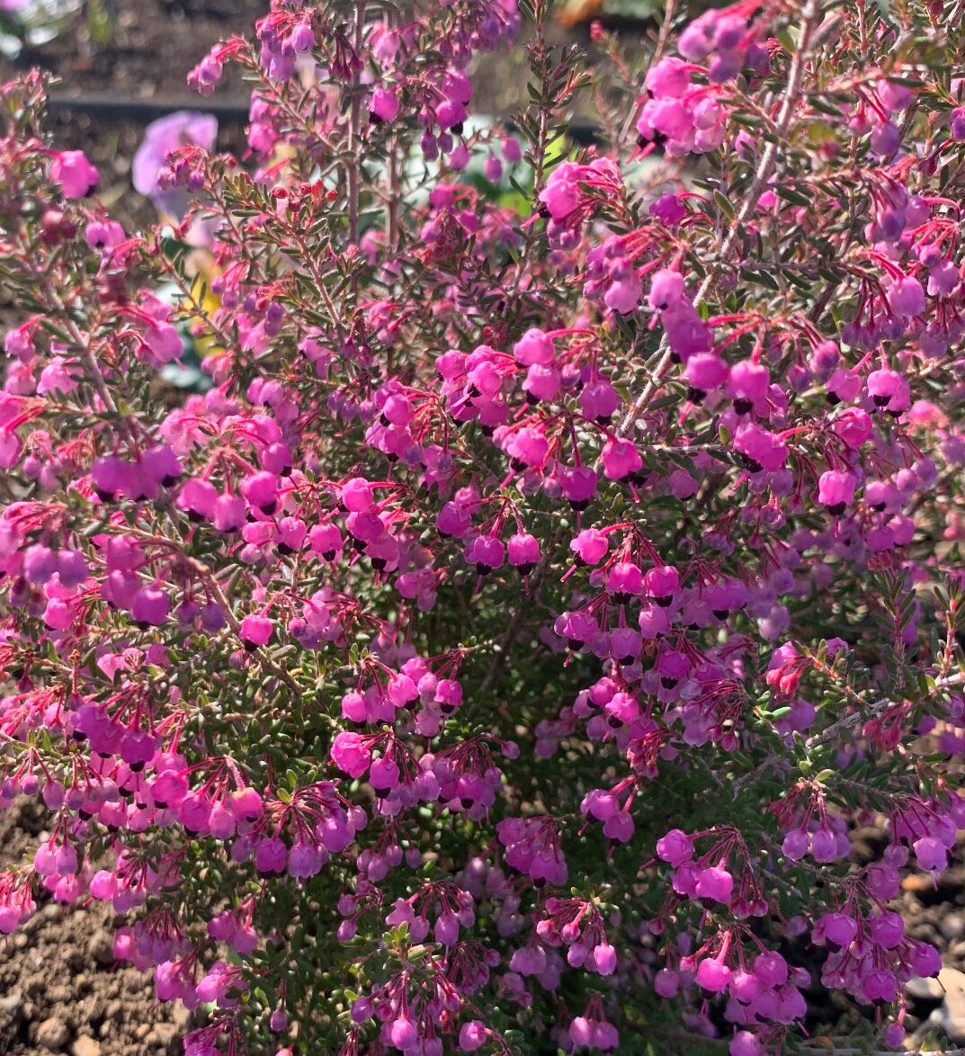 エリカの花散るとき（津久井湖城山公園・花の苑地）