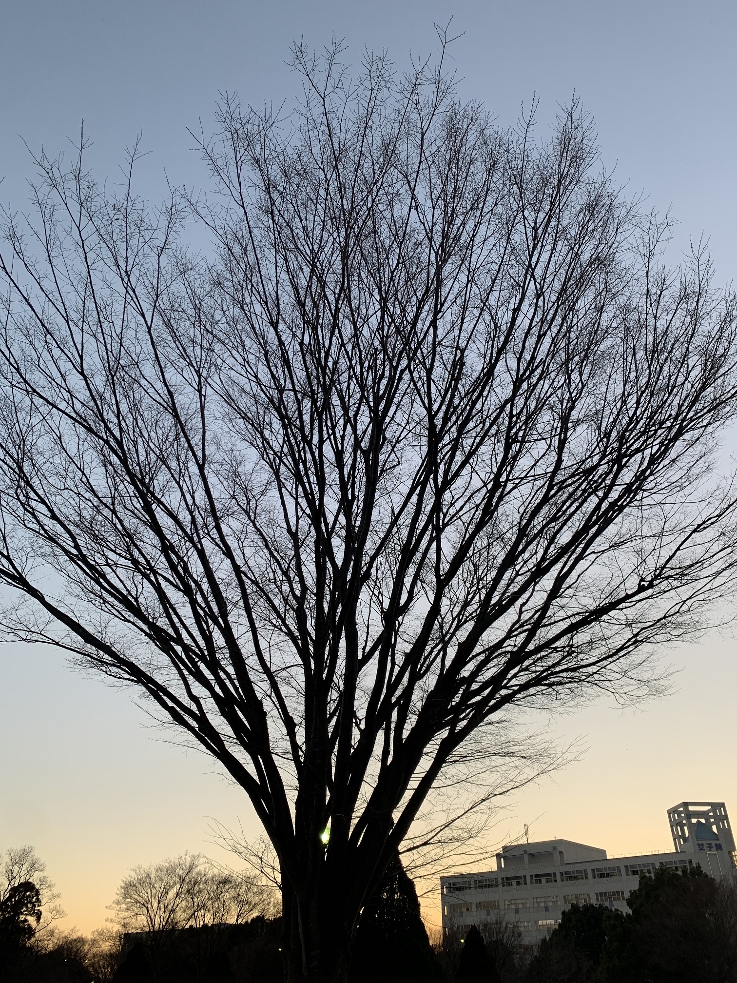 冬のシルエット（相模原公園）