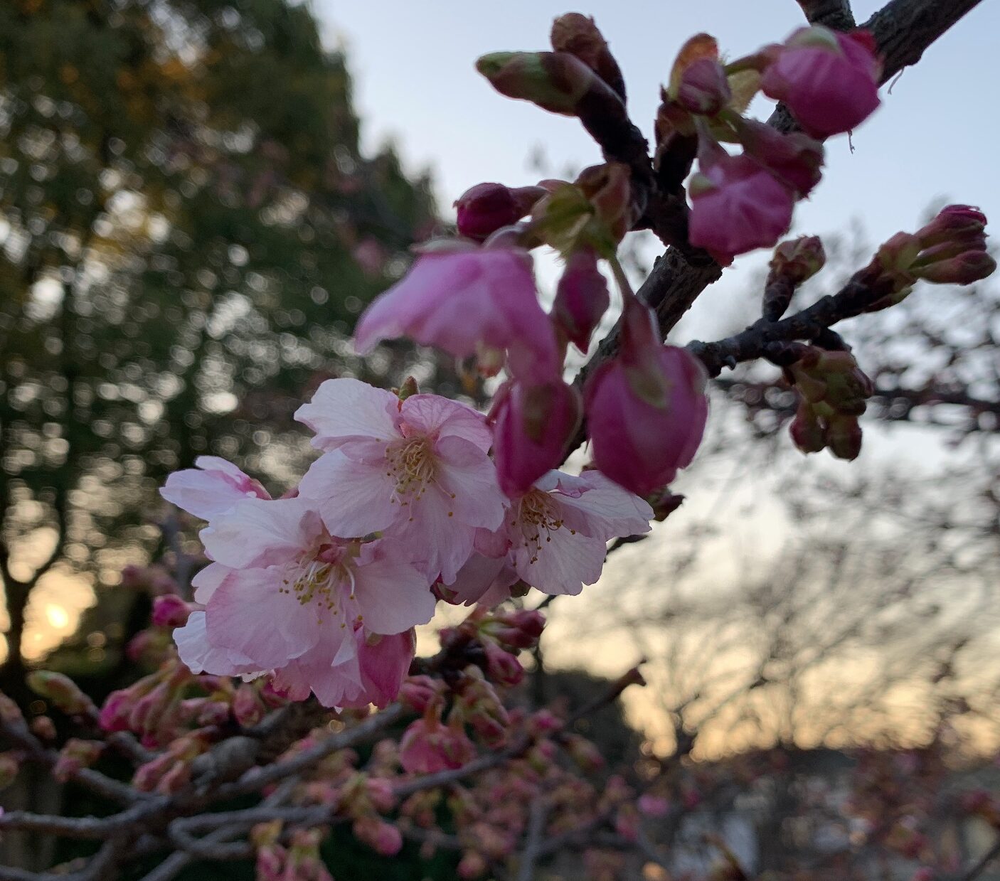 花に鳥（相模原公園）