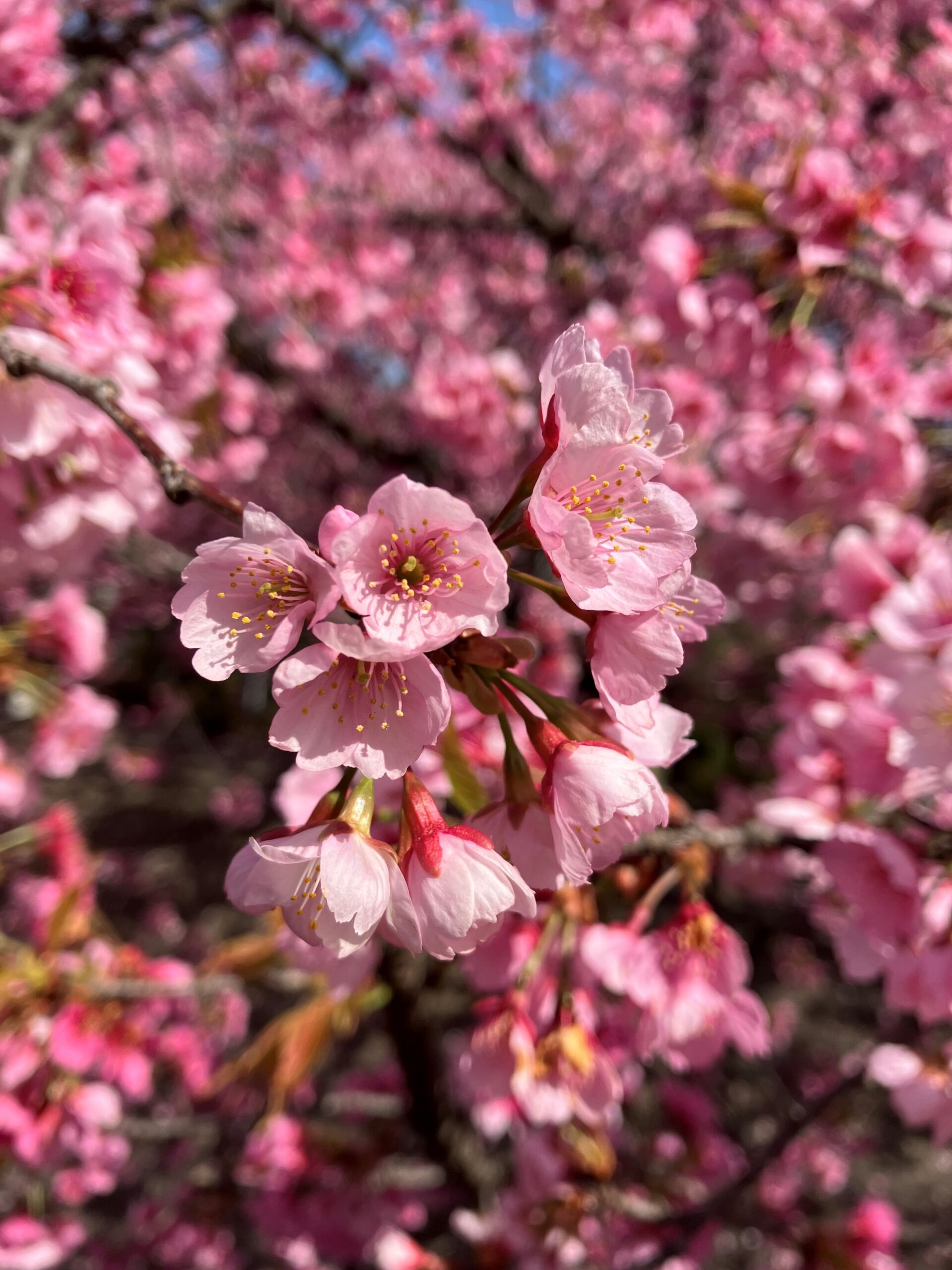 安行桜