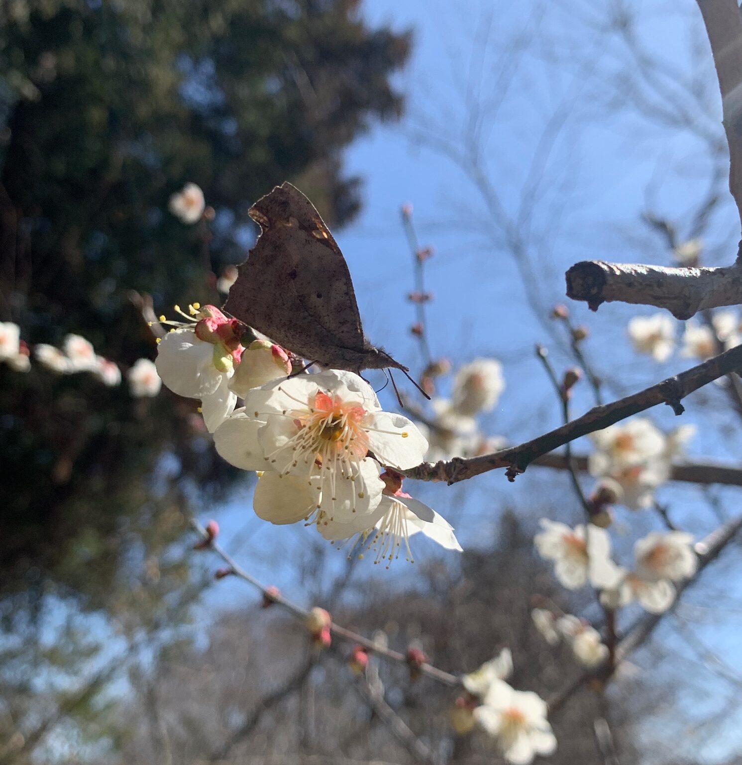 花に蝶