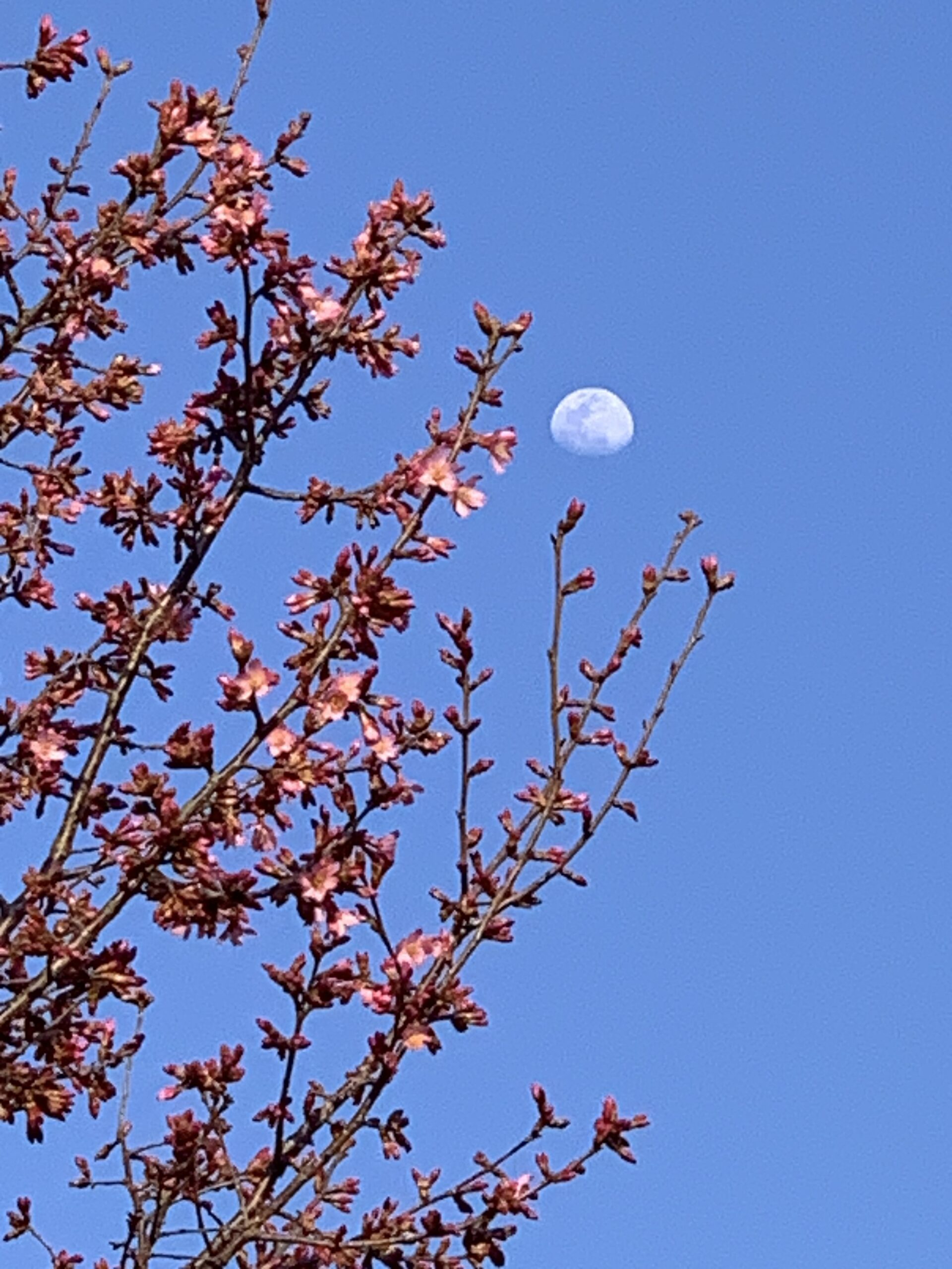 春の花が続々と…