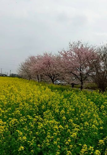 🌸さくら🌸