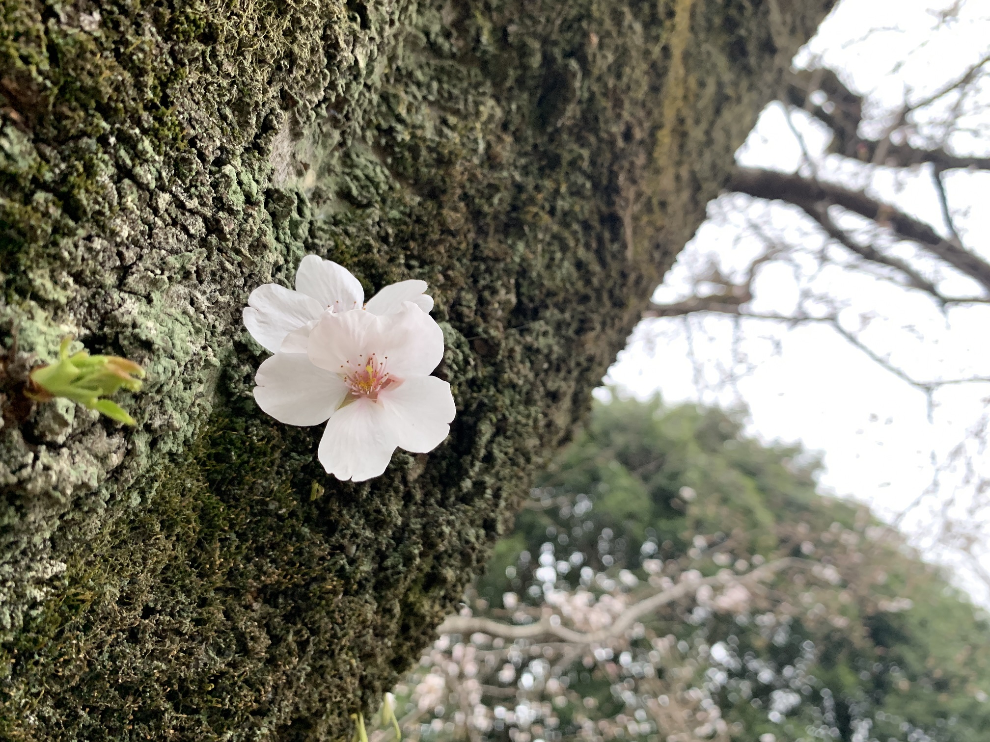 うめはさいたか　さくらはまだかいな