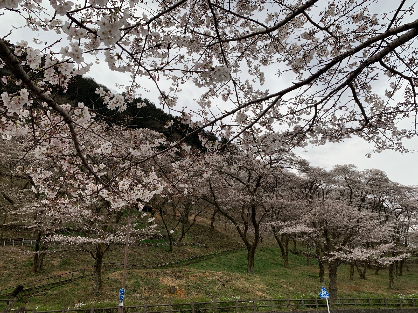 桜開花状況（津久井湖城山公園・花の苑地）