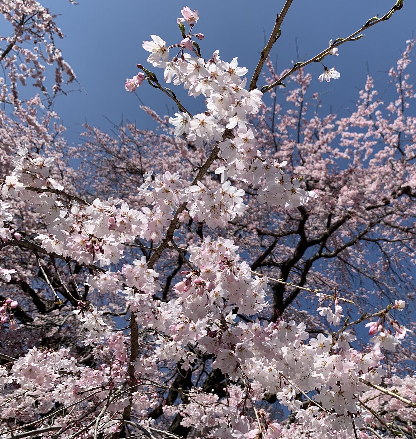 弥生の空に🌸