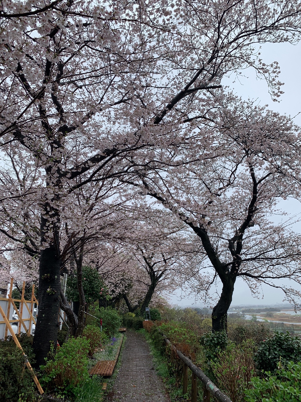 桜三月散歩道（八景の棚、津久井湖城山公園・水の苑地）
