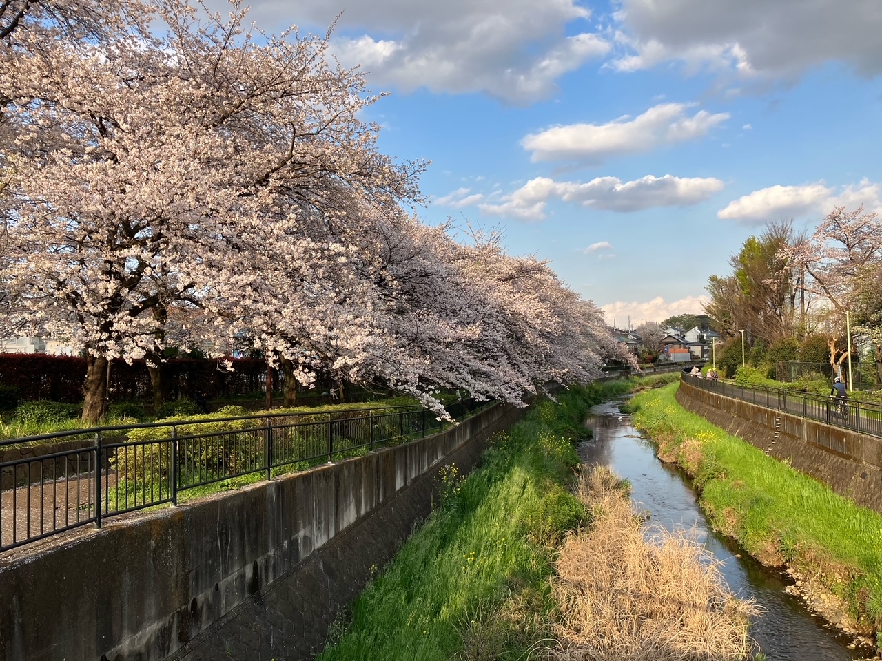 桜🌸とサクラタウン