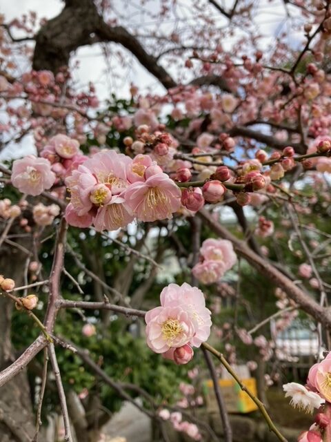 春が到来！🌸