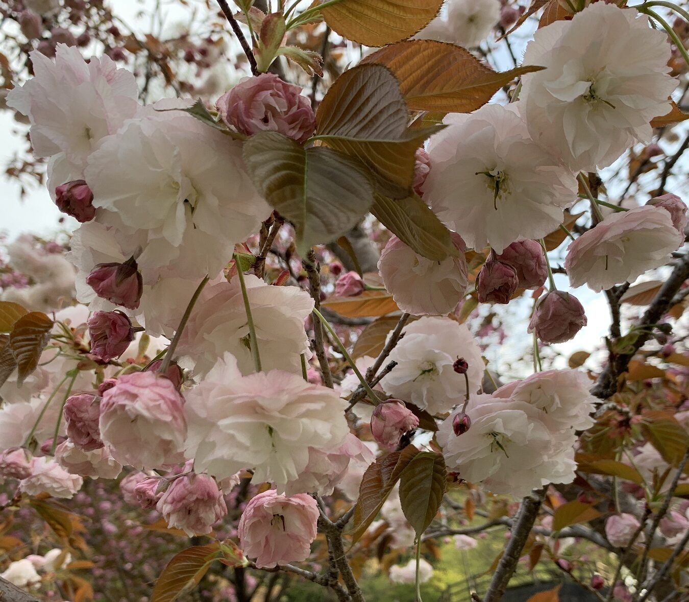 咢堂桜