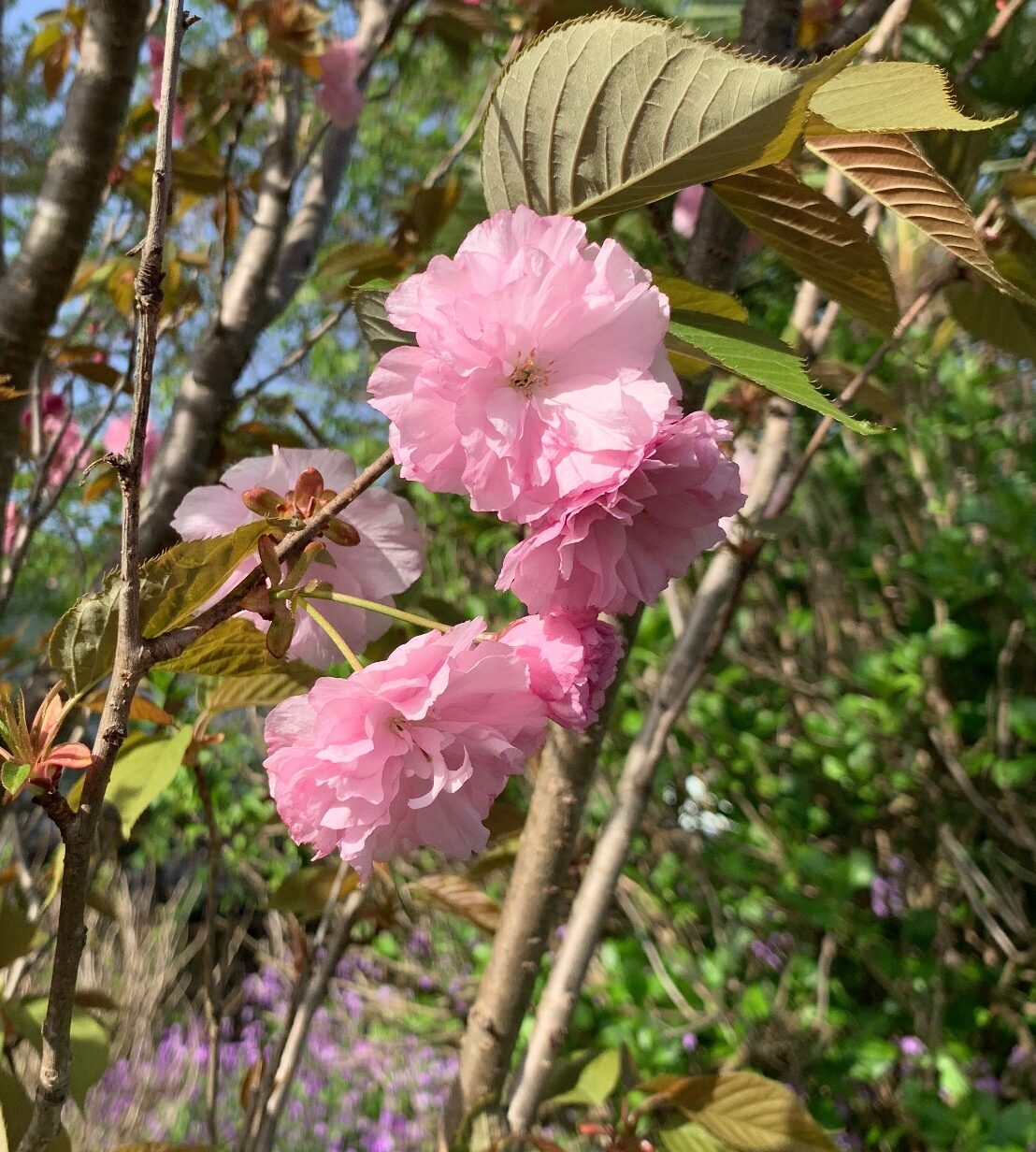 咢堂桜とハナミズキ